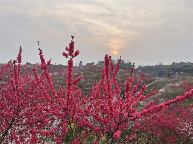 龙湖水香桃花节