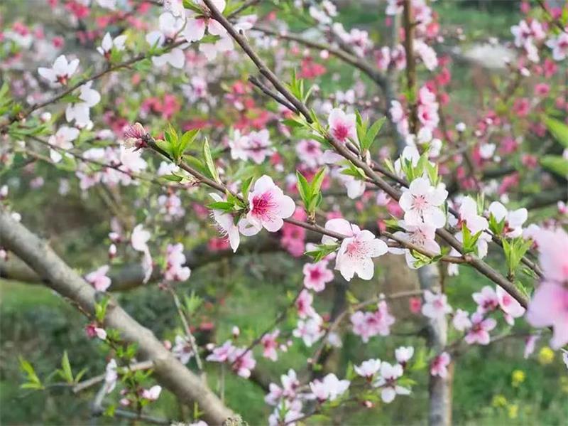 超期待｜三月赏花攻略，泸州龙湖水香千亩桃花林，汉服入园免门票，快来撞桃花运！
