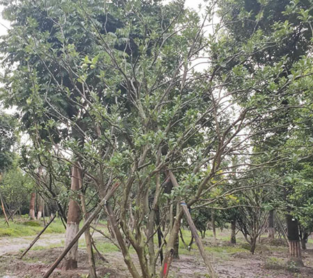 香泡樹短總狀花序,頂生及腋生,花3～10朵叢生,有兩性花及雄花之分