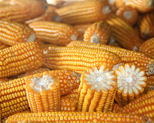 您好欢迎访问云南盛衍种业有限公司华兴单系列玉米蔬菜官方网站