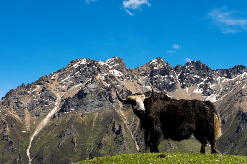 娘亚牦牛养殖|加工畜产品_牦牛养殖_西藏农产品